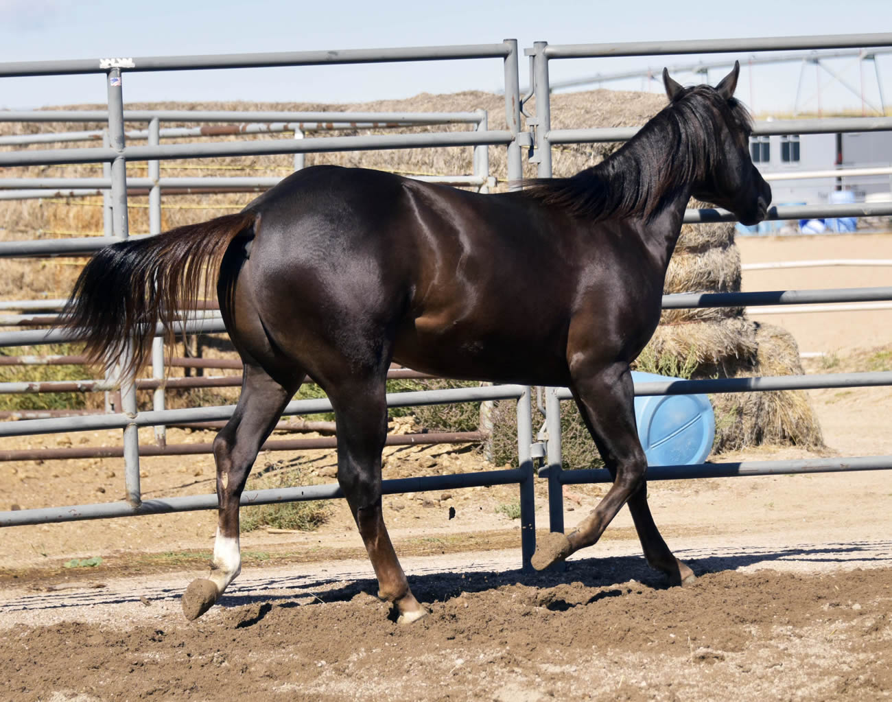Gun a Be a Tuff 2022 AQHA Liver Chesnut Stallion by Heavy Duty Chex